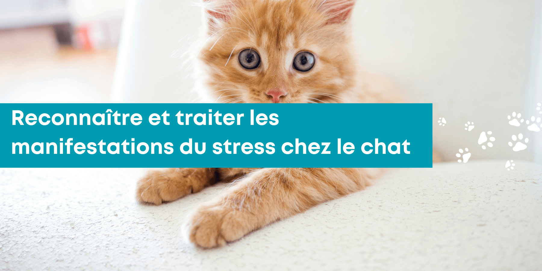 Stress du chat - Comment apaiser et soigner un chat stressé ?
