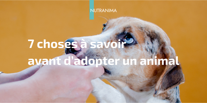 adoption animal