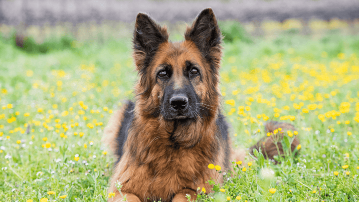 Dysplasie du chien : symptômes, traitements, dysplasie hanche & coude