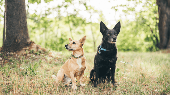 Arthrose du chien : symptômes, stades et solutions naturelles