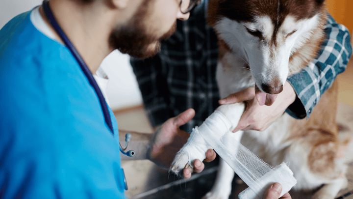 Entorse chez le chien : symptômes, causes, soins et récupération
