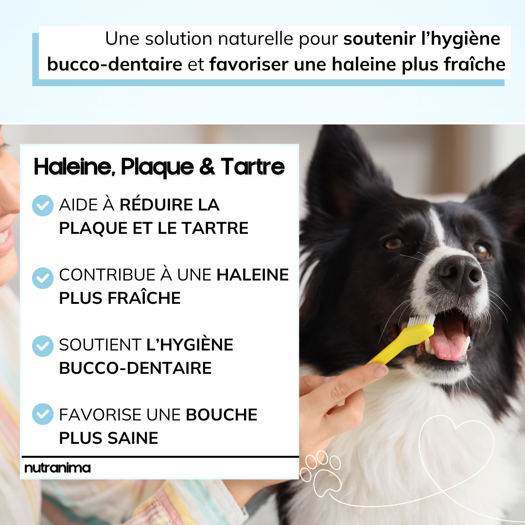 Haleine, Plaque et Tartre